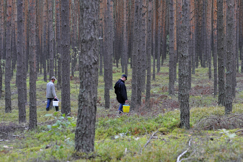 Larwy borecznika pojawiły się w lasach tego regionu Polski. Ze względu na konieczność oprysków wprowadzono zakaz zbierania grzybów /Piotr Kamionka /East News