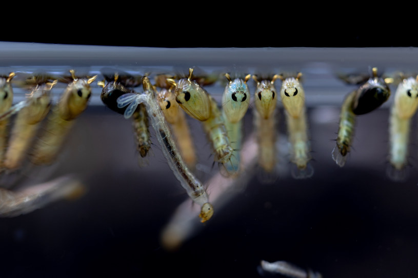 Larwy komarów dojrzewające pod powierzchnią wody /123RF/PICSEL