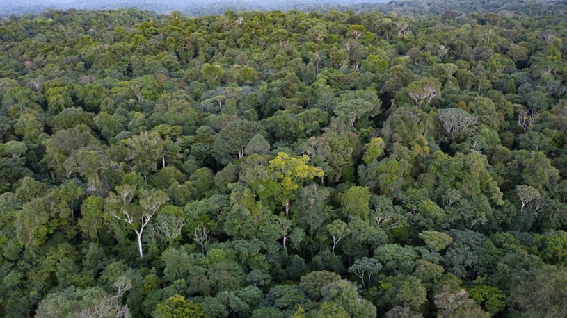 Las amazoński to zielone płuca świata /VINCENT PREMEL / Biosphoto /East News