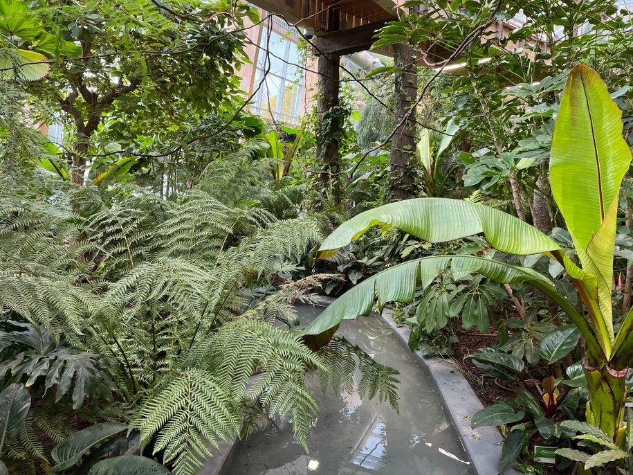 Las deszczowy w śląskim zoo /Anna Kropaczek /RMF FM - reporter