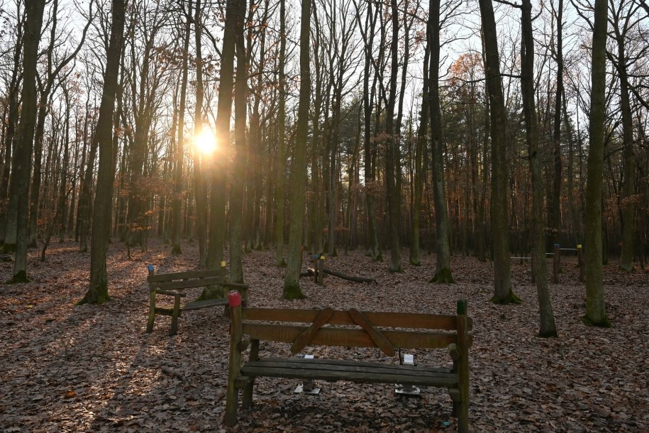 Las pod Pragą, gdzie 15 grudnia doszło do makabrycznej zbrodni /Michaela Rihova /PAP/CTK