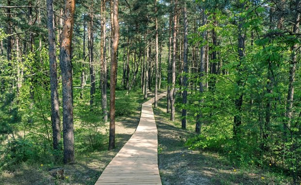 Las społeczny powstanie pod Poznaniem. "To są miejsca dla ludzi"