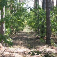 To po tym lesie w nocy błąkał się 8-letni Michał