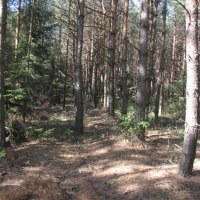 To po tym lesie w nocy błąkał się 8-letni Michał