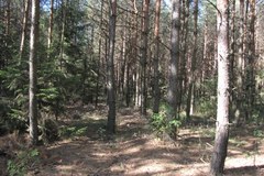 Las, w którym zaginął 8-letni Michał