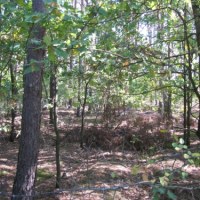 To po tym lesie w nocy błąkał się 8-letni Michał