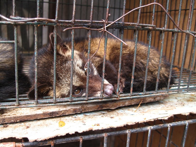 Łaskun Palmowy przetrzymywany w klatce w celu wytwarzania najdroższej kawy świata - kopi luwak /surtr /Wikimedia