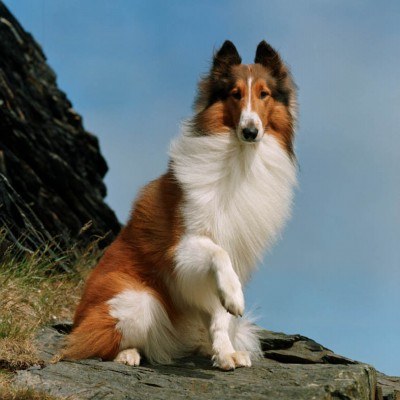 Lassie - najpopularniejszy pies świata /materiały prasowe