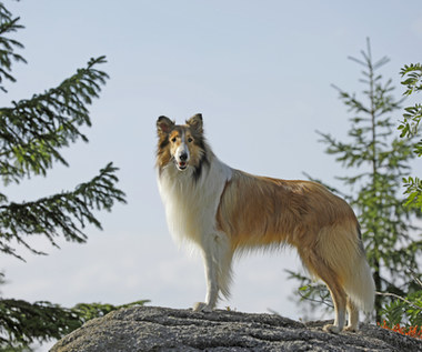 "Lassie, wróć!" [trailer]