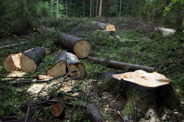 Lasy będą po wsze czasy polskie? /AFP