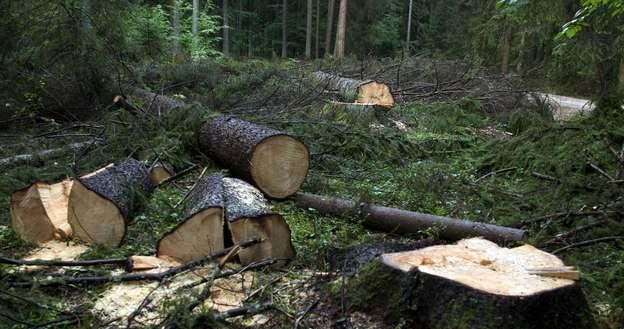 Lasy będą po wsze czasy polskie? /AFP