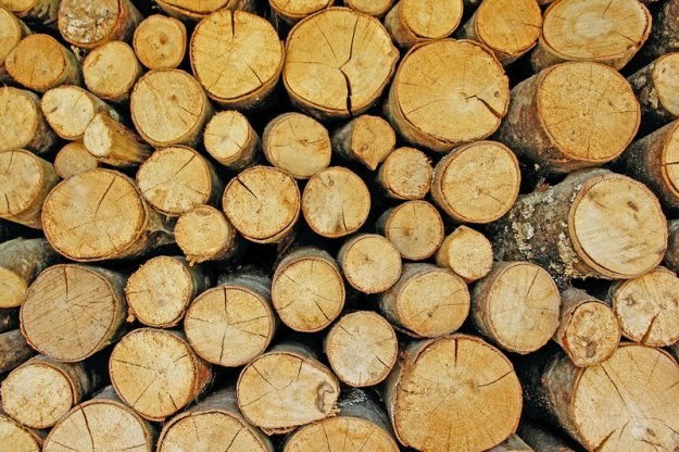 Lasy co roku sprzedają drewno za ok. 6 mld zł /&copy; Panthermedia