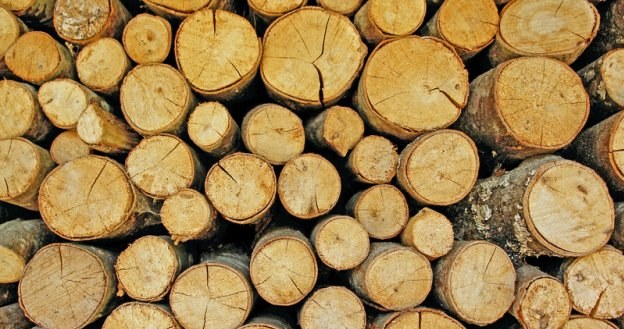 Lasy co roku sprzedają drewno za ok. 6 mld zł /&copy; Panthermedia