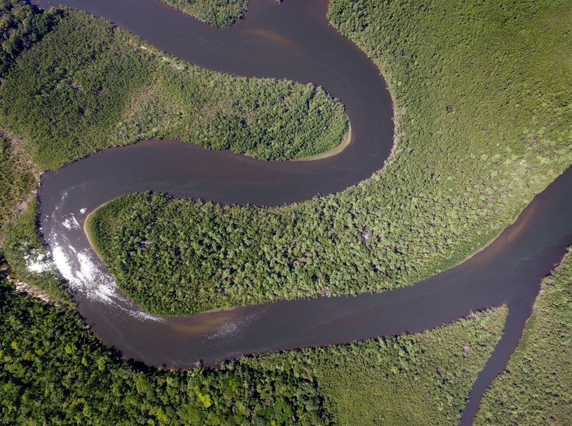 Lasy deszczowe Amazonii /123RF/PICSEL