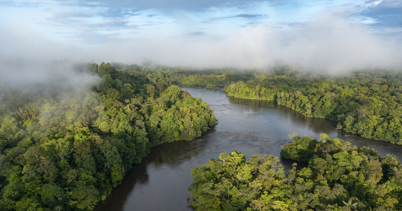 Lasy deszczowe Amazonii /VINCENT PREMEL / Biosphoto /East News