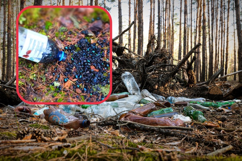 Lasy Państwowe apelują. "Jedna plastikowa butelka, a tyle nieszczęścia"