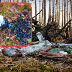 Lasy Państwowe apelują. "Jedna plastikowa butelka, a tyle nieszczęścia"