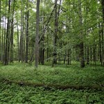 Lasy Państwowe będą od 2013 r. zawierać wieloletnie umowy sprzedaży drewna ze stałymi odbiorcami