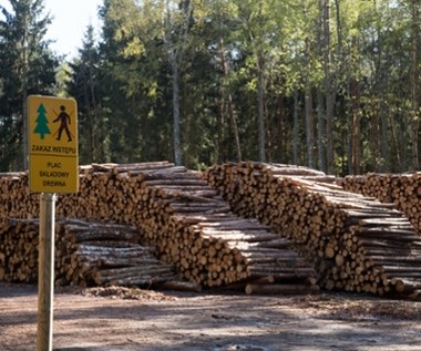 Lasy Państwowe domagają się zmian w sprzedaży drewna. Proponują nowe zasady