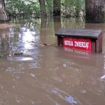 Lasy Państwowe liczą straty po powodzi. Padły pierwsze, zatrważające liczby