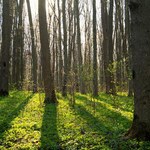 Lasy Państwowe mają się dobrze - rośnie zysk przedsiębiorstwa