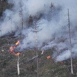 Lasy Państwowe: Mamy dwa razy więcej pożarów lasów niż w poprzednich latach