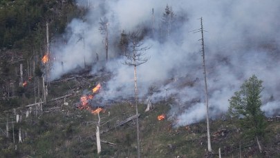 Lasy Państwowe: Mamy dwa razy więcej pożarów lasów niż w poprzednich latach