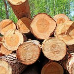 Lasy Państwowe: O żadnym doraźnym wzroście pozyskania drewna nie ma mowy