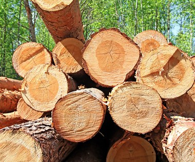 Lasy Państwowe: O żadnym doraźnym wzroście pozyskania drewna nie ma mowy
