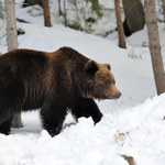 Lasy Państwowe opublikowały zdjęcie niedźwiedzia. Internauci dopytują