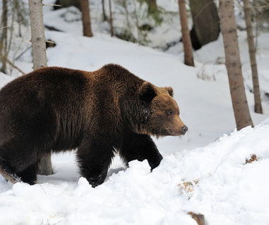Lasy Państwowe opublikowały zdjęcie niedźwiedzia. Internauci dopytują