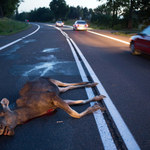Lasy Państwowe ostrzegają kierowców: Mogą zginąć setki zwierząt! 