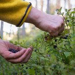 Lasy Państwowe ostrzegają przed chorobą z owoców leśnych. "Opanujcie się"