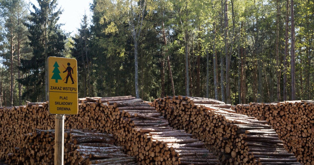 Lasy Państwowe proponują zmianę zasad sprzedaży surowca drzewnego /Wojciech Strozyk/ /East News