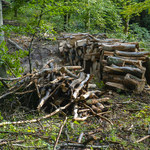 Lasy Państwowe sprzedają o wiele więcej drewna niż rok temu. Prawie o połowę