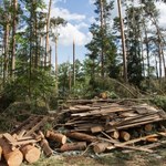 Lasy Państwowe: Uprzątnięcie terenów dotkniętych nawałnicami potrwa do 2019 roku