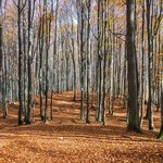 Lasy Państwowe wpłaciły do budżetu państwa 1,6 mld zł