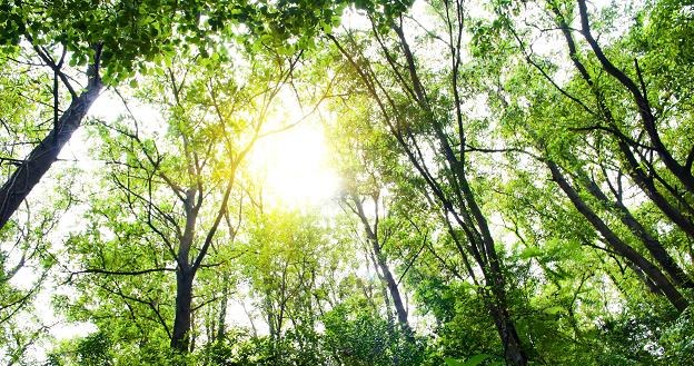 Lasy Państwowe zarządzają 7,6 mln ha gruntów. /&copy;123RF/PICSEL