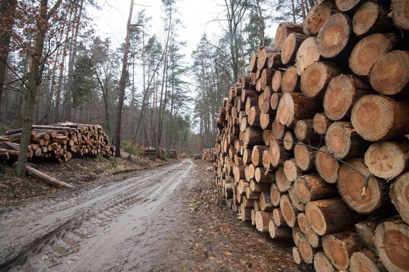 Lasy Państwowe zmienią system handlu drewnem /Wojciech Strozyk/REPORTER /Reporter