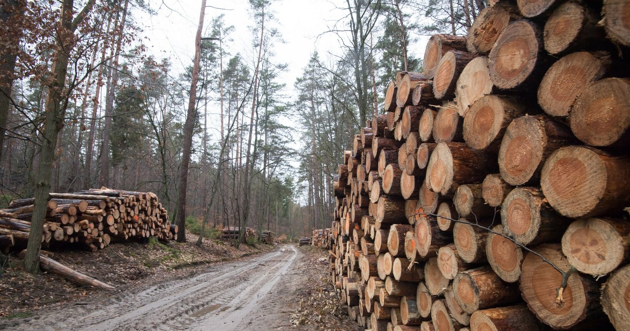 Lasy Państwowe zmienią system handlu drewnem /Wojciech Strozyk/REPORTER /Reporter