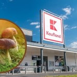 Lasy pełne grzybów, ale jak się przygotować? Kaufland ma odpowiedź!