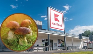 Lasy pełne grzybów, ale jak się przygotować? Kaufland ma odpowiedź!