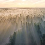 Lasy się gotują. Przez zmiany klimatyczne drzewa są w opłakanym stanie