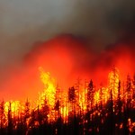 Lasy Teneryfy w ogniu. Konieczna ewakuacja ludności