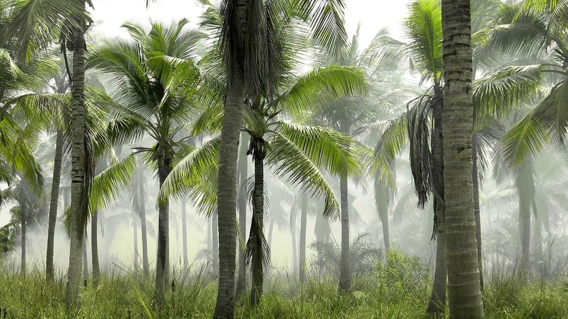 Lasy tropikalne pochłaniają coraz mniej CO2, a już niedługo same będą jego źródłem /Geekweek