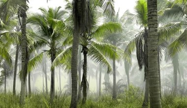 Lasy tropikalne pochłaniają coraz mniej CO2, a już niedługo same będą jego źródłem