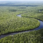 Lasy tropikalne pochłaniają więcej CO2