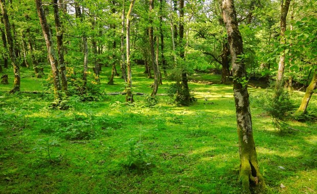 Lasy w Europie przed przyjściem Homo sapiens wcale nie były geste i ciemne