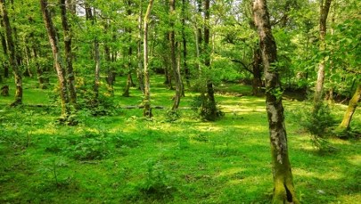 Lasy w Europie przed przyjściem Homo sapiens wcale nie były geste i ciemne