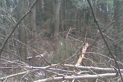 Lasy w gminie Niegowa przedstawiają smutny obraz